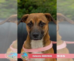 Labrador Retriever-Unknown Mix Dogs for adoption in Mobile, AL, USA