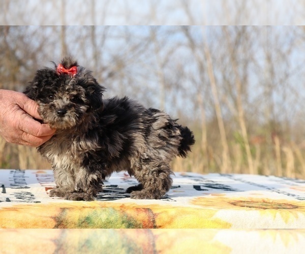 Medium Photo #2 ShihPoo Puppy For Sale in DYERSBURG, TN, USA