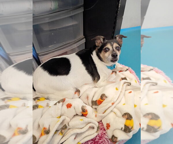 Medium Photo #3 Chihuahua Puppy For Sale in Muskegon, MI, USA