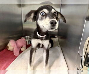 German Shepherd Dog-Siberian Husky Mix Dogs for adoption in Rancho Cucamonga, CA, USA