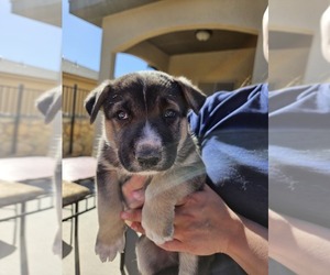 German Shepherd Dog-Siberian Husky Mix Puppy for sale in SANTA TERESA, NM, USA