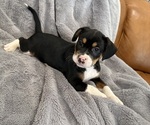 Small Photo #29 Bernedoodle-French Bulldog Mix Puppy For Sale in EL DORADO HILLS, CA, USA