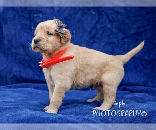 Medium Photo #1 Golden Retriever Puppy For Sale in LIBERTY, KY, USA