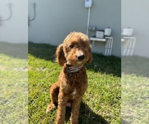 Mother of the Australian Shepherd-Goldendoodle Mix puppies born on 04/07/2024