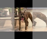 Small Photo #1 American Bully Puppy For Sale in VON ORMY, TX, USA