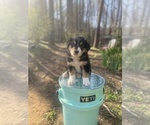 Small Photo #22 Australian Shepherd Puppy For Sale in FARMVILLE, VA, USA