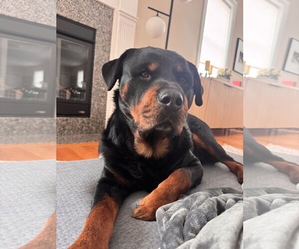 Medium Photo #4 Rottweiler Puppy For Sale in Hillsboro, NH, USA
