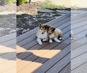 Scotch Collie Puppy for sale in SANTA MARIA, CA, USA