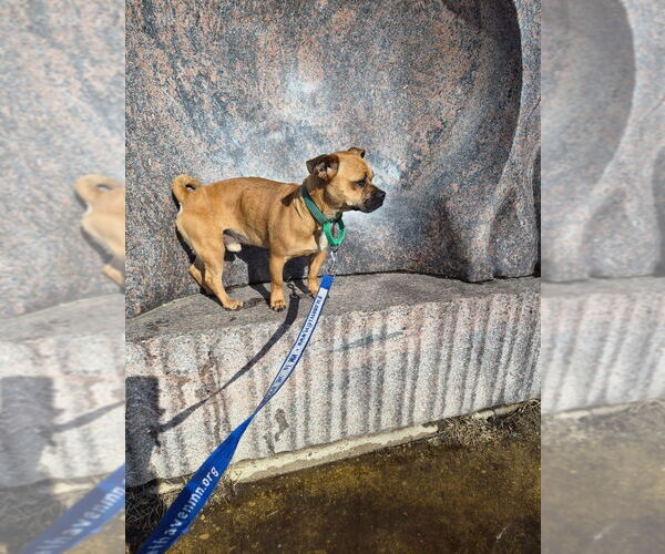 Medium Photo #4 Chug Puppy For Sale in Minneapolis, MN, USA