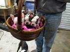 Small Photo #7 Boston Terrier Puppy For Sale in SYLVANIA, GA, USA
