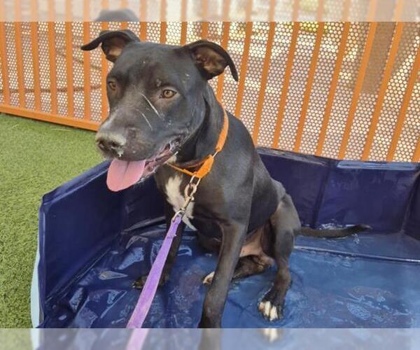 Medium Photo #2 American Pit Bull Terrier-Unknown Mix Puppy For Sale in Las Vegas, NV, USA