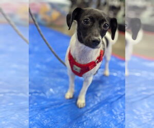 Jack Chi Dogs for adoption in Holly Springs, NC, USA