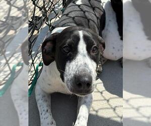 Mutt Dogs for adoption in Tulsa, OK, USA