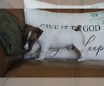 Small #19 Jack Russell Terrier