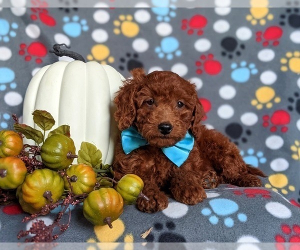 Medium Photo #7 Miniature Labradoodle Puppy For Sale in NOTTINGHAM, PA, USA
