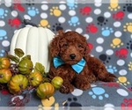 Small Photo #7 Miniature Labradoodle Puppy For Sale in NOTTINGHAM, PA, USA