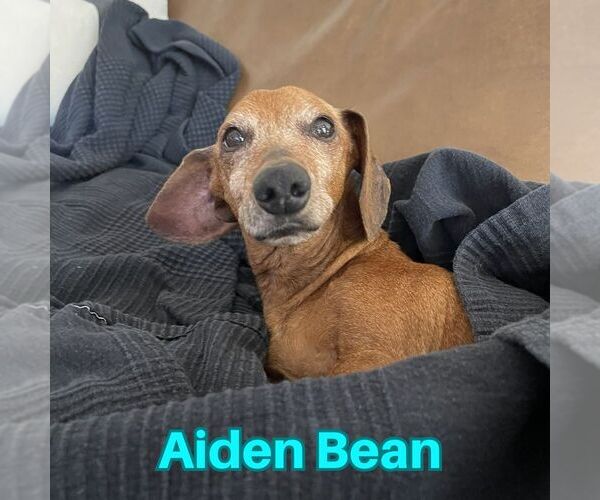 Medium Photo #14 Dachshund Puppy For Sale in San Antonio, TX, USA