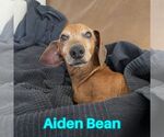 Small #13 Dachshund
