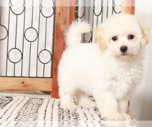 Bichon Frise Puppy for sale in NAPLES, FL, USA