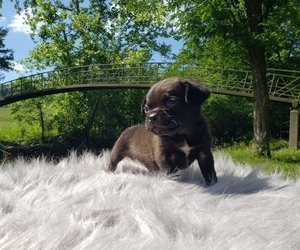 Puggle Puppy for sale in LIBERTY, KY, USA