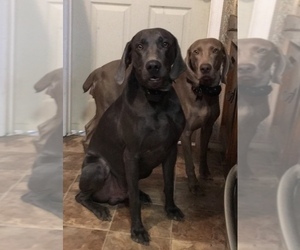 Father of the Weimaraner puppies born on 07/27/2019