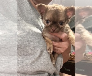 Chihuahua Puppy for Sale in NORWICH, Connecticut USA