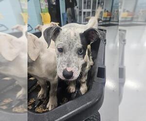 American Bulldog-Unknown Mix Dogs for adoption in Temple, TX, USA