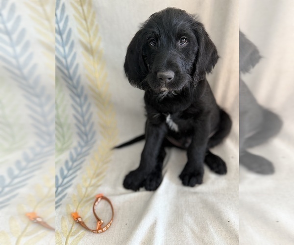 Medium Photo #8 Labradoodle Puppy For Sale in PRESCOTT VALLEY, AZ, USA