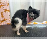 Small #2 Pomeranian Mix