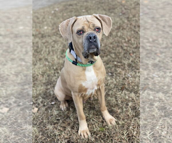 Medium Photo #5 Mutt Puppy For Sale in Virginia Beach, VA, USA