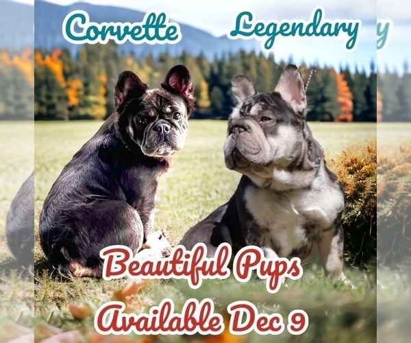 Medium Photo #1 French Bulldog Puppy For Sale in MYRTLE BEACH, SC, USA