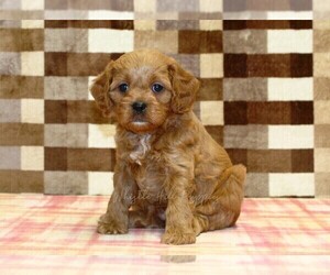 Cavapoo (Miniature) Puppy for sale in DENVER, PA, USA