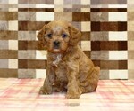 Small Cavapoo (Miniature)