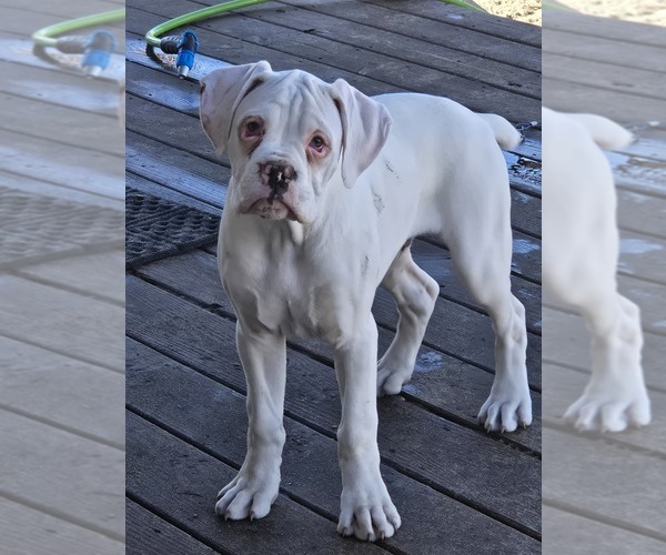 Medium Photo #19 Boxer Puppy For Sale in LAUREL, DE, USA
