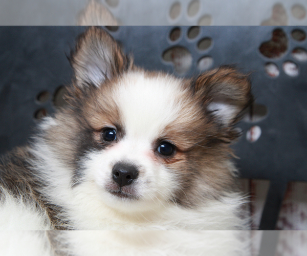 Medium Photo #6 Pomeranian Puppy For Sale in MARIETTA, GA, USA