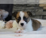 Puppy Charlie Pembroke Welsh Corgi