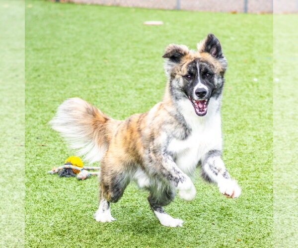 Medium Photo #2 Collie-Unknown Mix Puppy For Sale in Hilton Head, SC, USA
