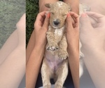 Small #8 Goldendoodle