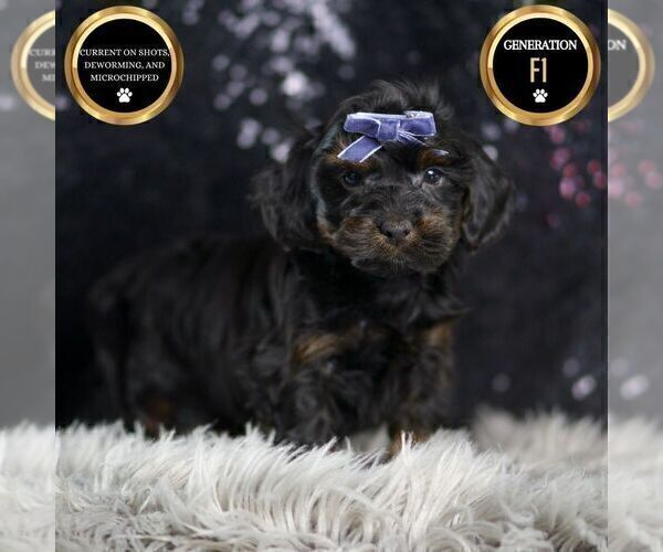 Medium Photo #9 YorkiePoo Puppy For Sale in WARSAW, IN, USA