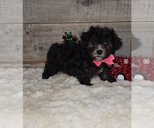 Maltipoo Puppy for sale in JASONVILLE, IN, USA