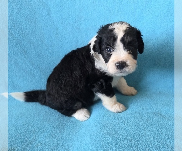 Medium Photo #4 Aussiedoodle Puppy For Sale in WILLS POINT, TX, USA