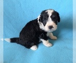 Small #3 Aussiedoodle