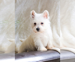 Small #7 West Highland White Terrier