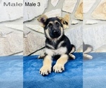 Small Photo #5 German Shepherd Dog Puppy For Sale in OCALA, FL, USA