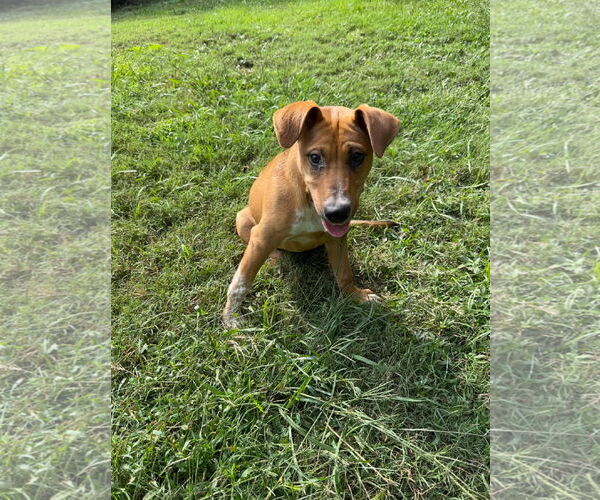 Medium Photo #5 Bluetick Coonhound-Redbone Coonhound Mix Puppy For Sale in Ball Ground, GA, USA