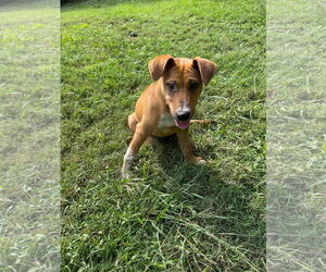 Sandy - Female Bluetick Coonhound-Redbone Coonhound Mix Dog for Adoption - Photo #5