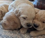 Litter of 8 - Male(s) and Female(s) Golden RetrieverLitter of Puppies for Sale - Photo #2