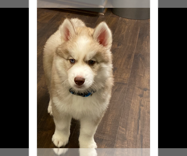 Medium Photo #7 Siberian Husky Puppy For Sale in LYNNWOOD, WA, USA
