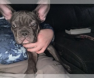 French Bulldog Puppy for sale in BRADENTON, FL, USA