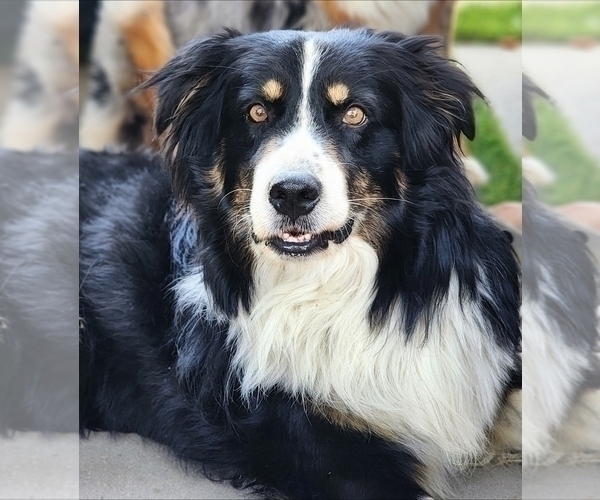 Medium Photo #1 Australian Shepherd Puppy For Sale in CHERRY VALLEY, CA, USA